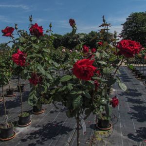 The Deep Secret Standard Rose - Red Standard - The Fragrant Rose Company