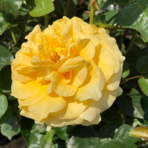 Del Boy Rose - Yellow Floribunda - thefragrantrosecompany.co.uk