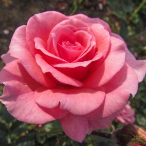 Delightful rose