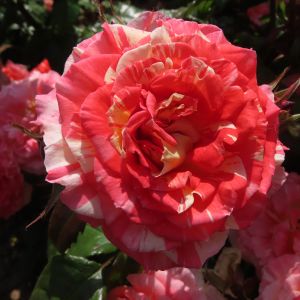 Delightful Dorothy Rose - Striped Floribunda - thefragrantrosecompany.co.uk