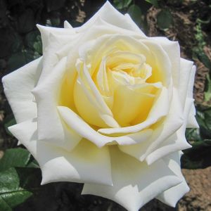 Diamond Days Rose - White/Cream Hybrid Tea - The Fragrant Rose Company