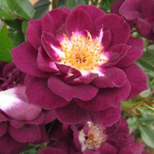 The Diamond Eyes Rose - Deep Purple Patio - The Fragrant Rose Company