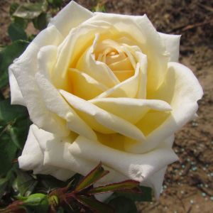 Diamond Wedding Rose - White Floribunda - The Fragrant Rose Company