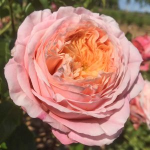 Domaine de Chantilly Rose - Pink and Yellow Shrub - The Fragrant Rose Company