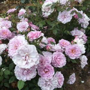 Dream Lover Rose - Lilac Patio - The Fragrant Rose Company