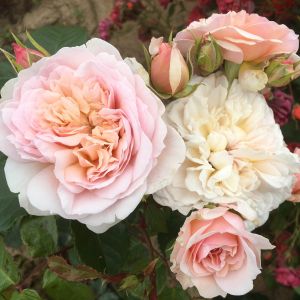 Emily Bronte Rose - Pink and White Shrub - The Fragrant Rose Company