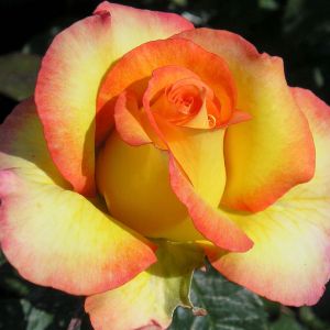 Especially For You Rose - Yellow Two Tone Hybrid Tea - The Fragrant Rose Company