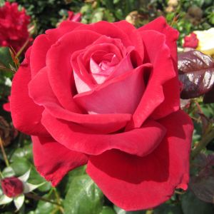Eternally Yours Rose - Red Hybrid Tea - The Fragrant Rose Company