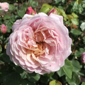 Eustacia Vye rose