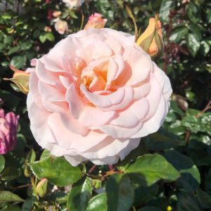 Evelyn's Rose - Apricot Shrub/Climbing Rose - thefragrantrosecompany.co.uk