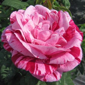 Ferdinand Pichard Rose - Striped Pink Shrub - The Fragrant Rose Company