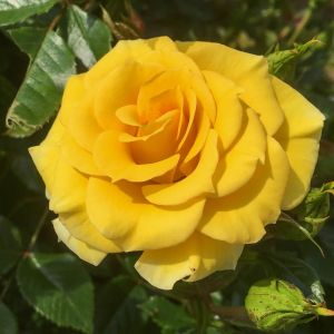 Flower Power Gold Rose - Yellow Patio - The Fragrant Rose Company
