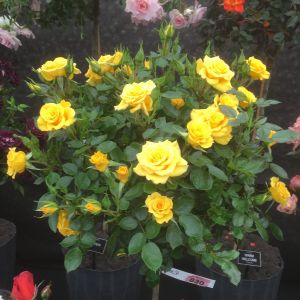 Flower Power Gold Rose - Golden Standard - The Fragrant Rose Company