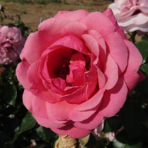 Forever Friends Rose - Pink Floribunda - The Fragrant Rose Company
