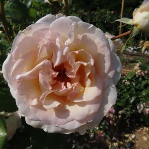 The Friendship Rose - Pale Pink Floribunda - The Fragrant Rose Company