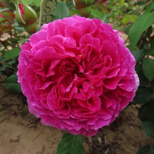 Gabriel Oak Rose - Pink David Austin - The Fragrant Rose Company