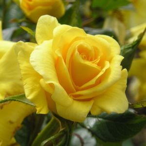 Gardener's Glory Rose - Yellow Climber - The Fragrant Rose Company