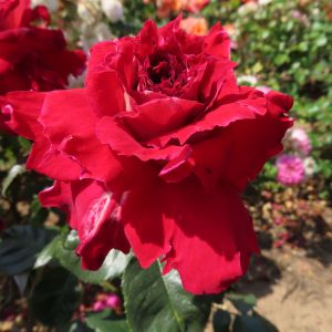 Gary's Rose - Red Floribunda Rose - thefragrantrosecompany.co.uk