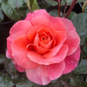 Gemma Rose - Peach/Orange Floribunda - thefragrantrosecompany.co.uk