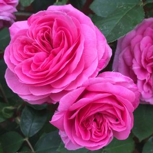 Gertrude Jekyll Rose - Pink Shrub - The Fragrant Rose Company