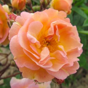 Ghislaine de Felingonde Rose - Peach Rambler - The Fragrant Rose Company