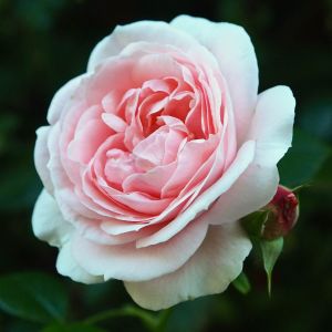 Giardina Rose - Pink Climber - The Fragrant Rose Company