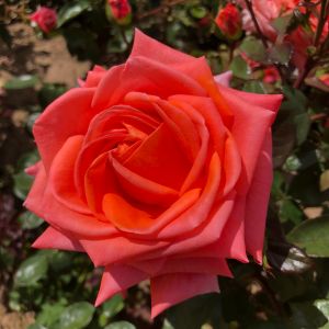Gill's Wish Rose - Orange Floribunda Rose - thefragrantrosecompany.co.uk