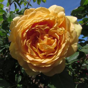 Golden Celebration Rose - Yellow Shrub - The Fragrant Rose Company