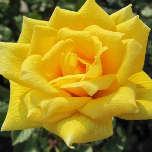 Heart of Gold Rose - Yellow Climber - The Fragrant Rose Company
