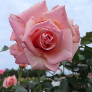 Gorgeous Girl Rose - Pink Hybrid Tea - The Fragrant Rose Company
