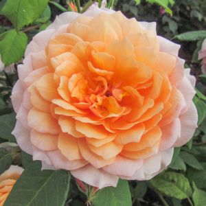 Grace Rose - Peach David Austin Shrub - The Fragrant Rose Company