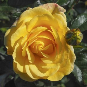 Happy Golden Wedding Rose - Yellow Floribunda - The Fragrant Rose Company