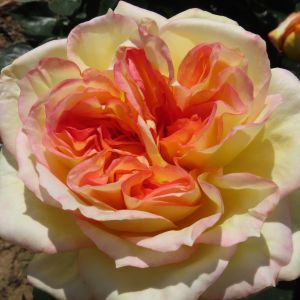 Henri Delbard Rose - Yellow/Orange/Pink Two Tone Hybrid Tea - The Fragrant Rose Company