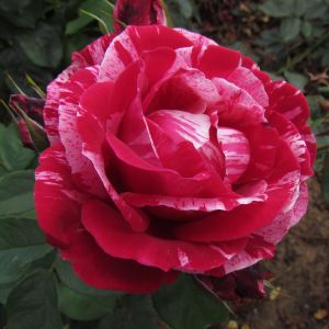 Henri Matisse Rose - Pink And White Striped Hybrid Tea - The Fragrant Rose Company