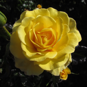 Golden Smiles Rose - Yellow Floribunda - The Fragrant Rose Company