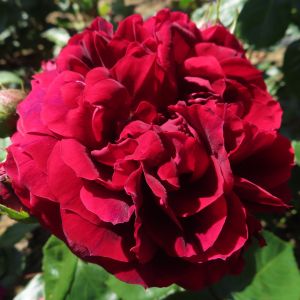 Highgrove Rose - Red Climber - The Fragrant Rose Company