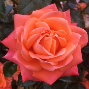 Home Sweet Home Rose - Orange Floribunda - The Fragrant Rose Company