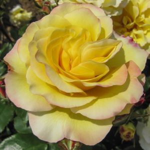 Pamela Rose - Yellow Floribunda - The Fragrant Rose Company