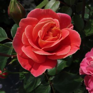 Name A Rose -026