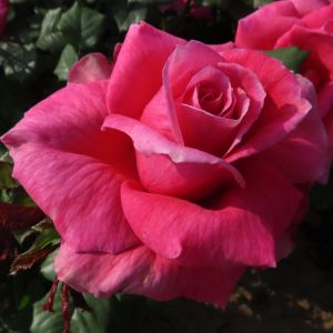 Name A Rose -019