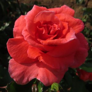 Name A Rose -021