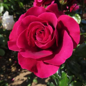 Irene's Perfume Rose - Red Floribunda Rose - thefragrantrosecompany.co.uk