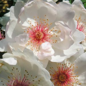 Jacqueline Du Pre Rose - White Shrub - The Fragrant Rose Company