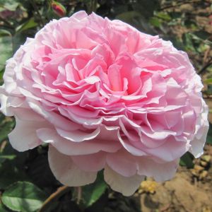 James Galway Rose - Pink Climber - The Fragrant Rose Company