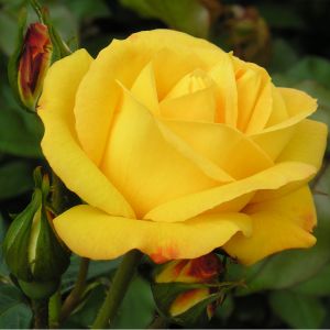 Jean's Joy Rose -Yellow Climbing Rose - The Fragrant Rose Company