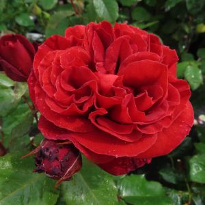 John Rose - Red Hybrid Tea - The Fragrant Rose Company