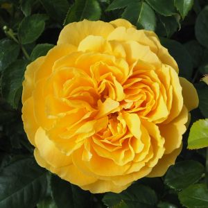 Leah Tutu Rose - Yellow Shrub - The Fragrant Rose Company