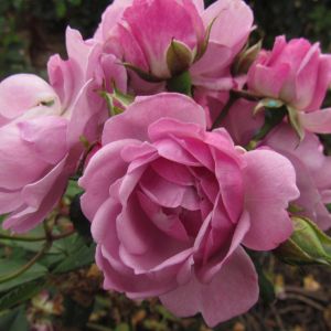 Lilac Bouquet Rose - Lilac Rambler - The Fragrant Rose Company