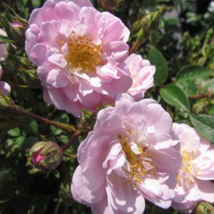 Little Rambler Rose - Pink Rambler - The Fragrant Rose Company
