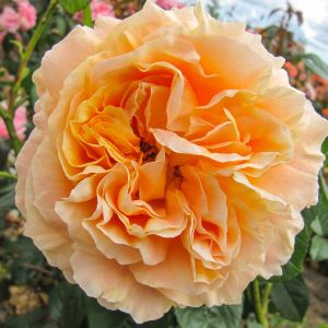 The Lord Byron Rose - Orange and White Climber - The Fragrant Rose Company